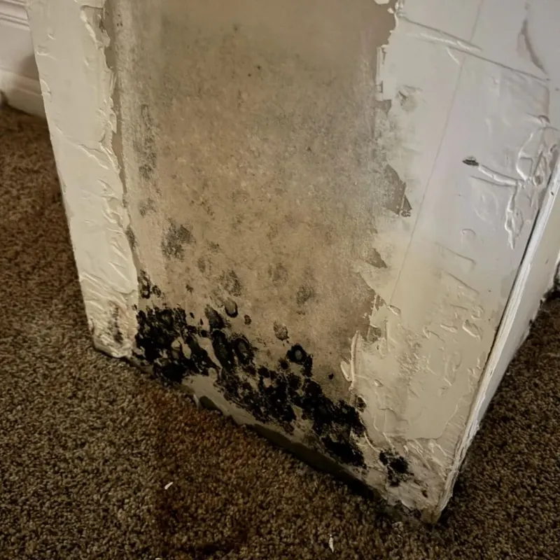Professional Mold Removal in Saratoga Springs, UT